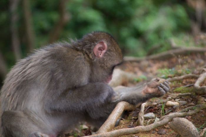 Iwatayama monkey park