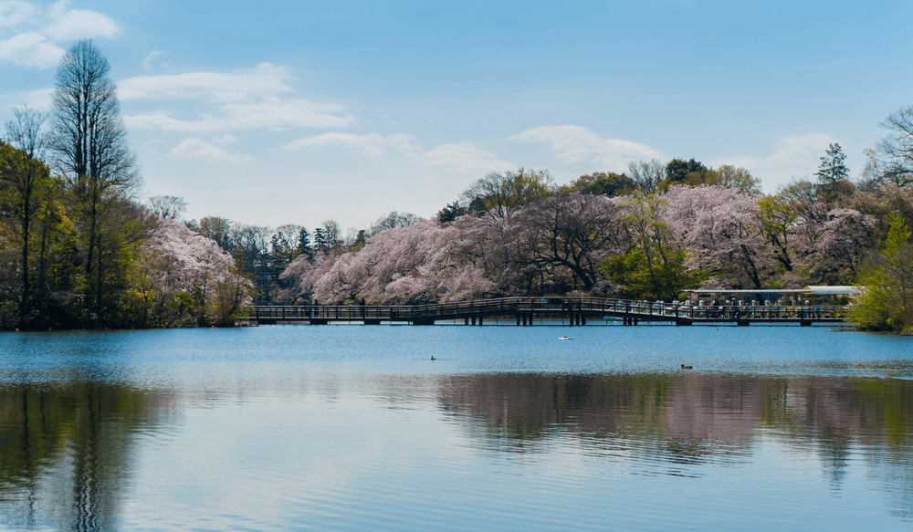 Inokashira-lake