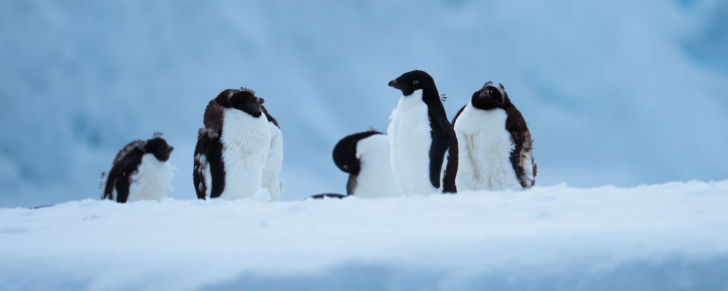 Aurora Expeditions Penguins