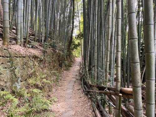 Forêt de bambous au mont Inari