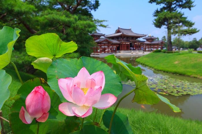Byodoin Lotus