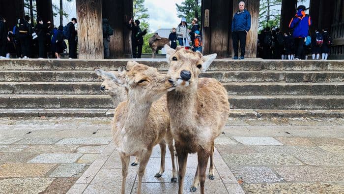 Deer in Nara