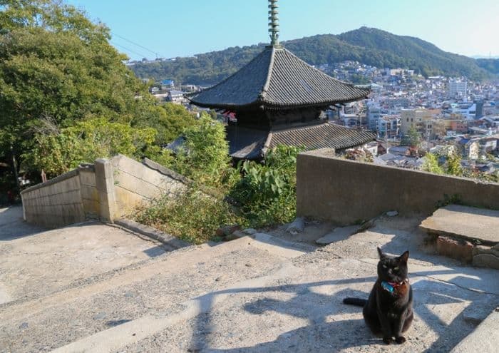 Onomichi cat 2