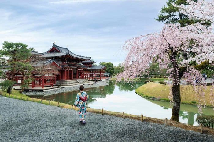 Byodoin sakura