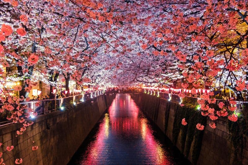 Meguro River Cherry Blossom Kirschblüte